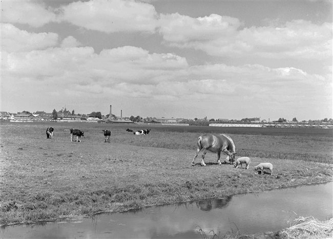 In de omgeving van Berkel en Rodenrijs, Bergschenhoek