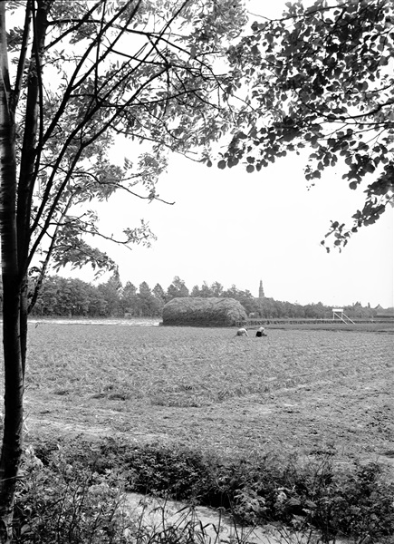 Bloembollenkwekerij bij Reigerbos