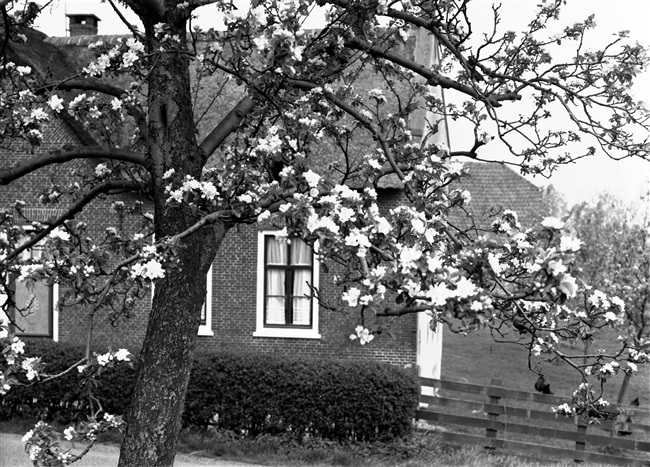 Bloesem langs de Noordelijke IJsseldijk bij Gouda, 1968