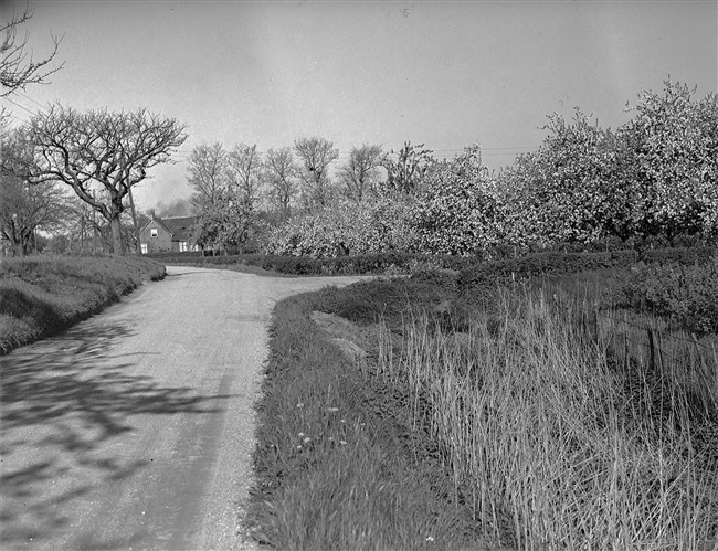 Oorspronkelijke titel 'Bloeiende fruitbomen aan de Noorder IJsseldijk tussen Haastrecht en Oudewater', maar dit is de dijk tussen Oudewater en Hekendorp.
