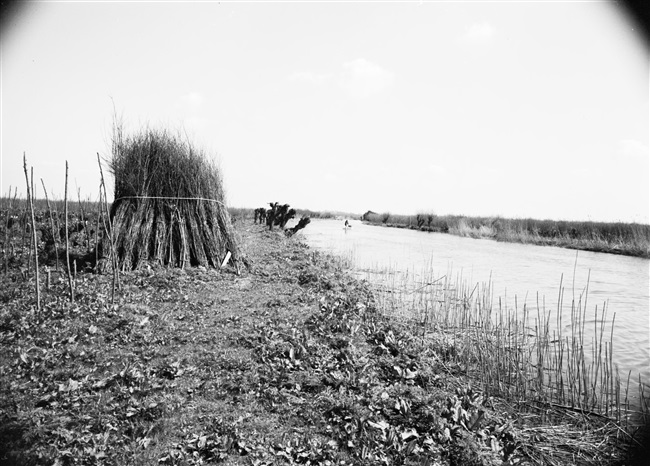 Geoogst wilgenhakhout op de Rhoonse Grienden aan de Oude Maas.