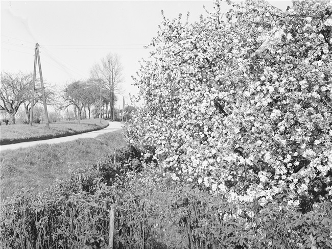 Oorspronkelijke titel 'Bloeiende fruitbomen aan de Noorder IJsseldijk tussen Haastrecht en Oudewater', maar dit is de dijk tussen Oudewater en Hekendorp.