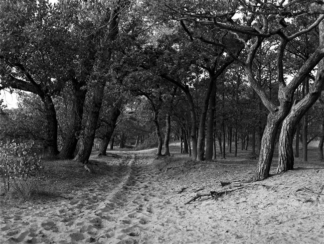 De bossen van het duin- en natuurgebied Meijendel. De provincie Zuid-Holland ontsluit natuurgebieden voor recreatie.