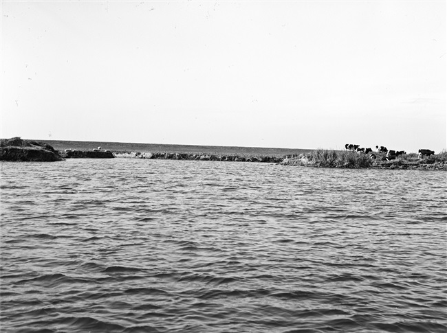 De Brielse Maas. In 1950 is deze afgedamd. Vanaf die tijd is de Brielse Maas, beter bekend als het Brielse Meer, een binnenwater.