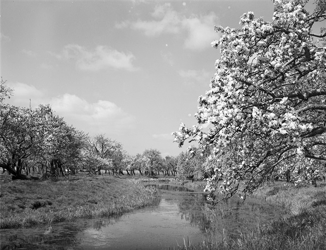 Bloeiende fruitbomen in de lente