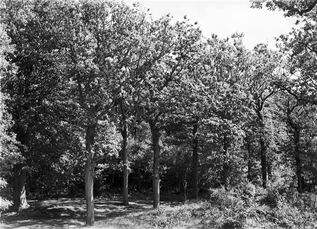 De bossen van het landgoed Nieuw Leeuwenhorst, 1953