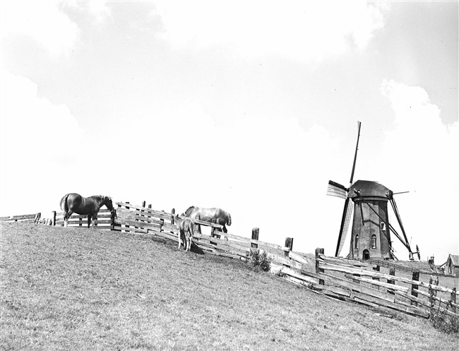 De Lijkermolen nr. 2 in Rijpwetering, 1949