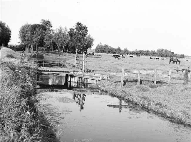 Een weiland met koeien aan de Holyweg