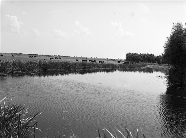 Weiland met koeien in de buurt van Weipoort bij Zoeterwoude.