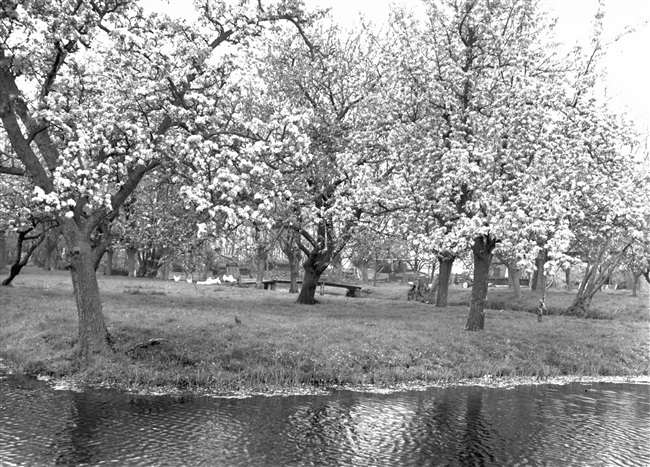 Bloesem langs de Noordelijke IJsseldijk bij Gouda, 1968