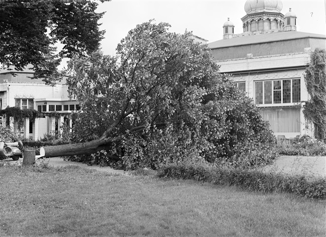 Gekapte boom in de Haagsche Dierentuin in Den Haag, 1958