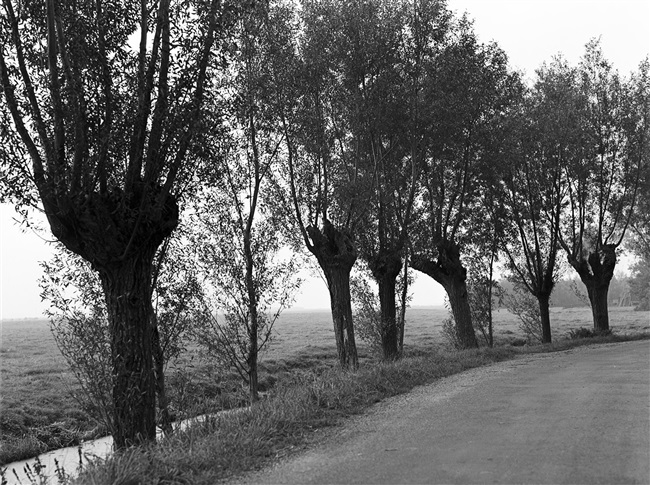 Knotwilgen aan de Meije langs het riviertje de Meije, 1949