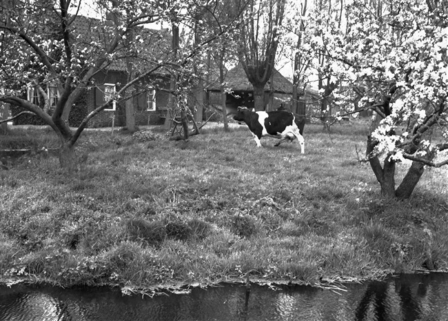 Bloesem bij een boerderij in de omgeving van Driebruggen