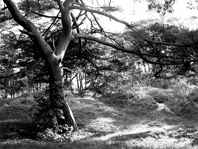 De bossen van het duin- en natuurgebied Meijendel. De provincie Zuid-Holland ontsluit natuurgebieden voor recreatie.