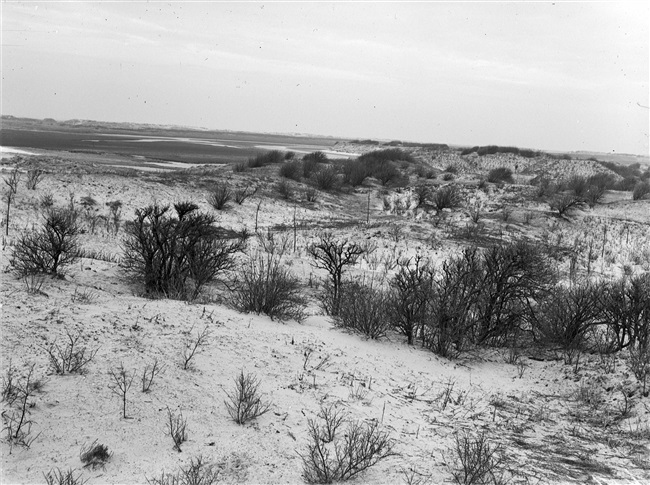 Natuurmonument de Beer bij Rozenburg, 1950