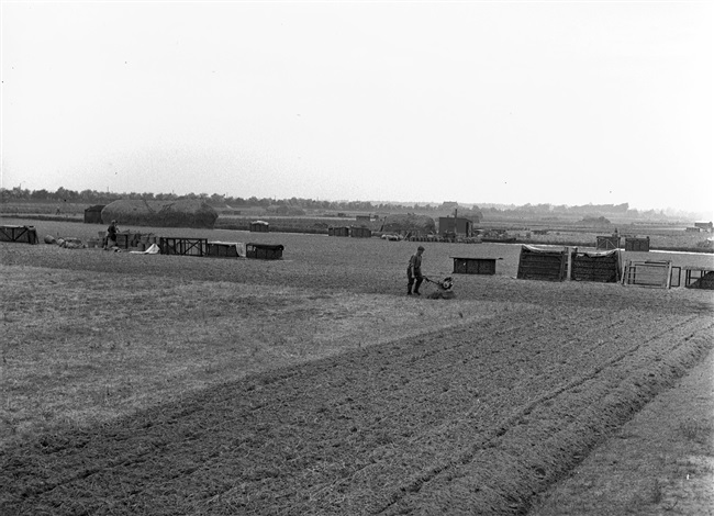 Bollenteelt in de omgeving van Sassenheim