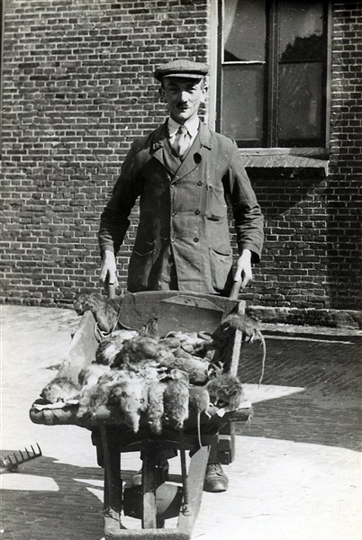 Rattenvanger. Deze man is een ambtenaar van de Provinciale Waterstaat of een inwoner die de ratten tegen betaling ving. De foto is gemaakt tussen 1920 en 1940.
