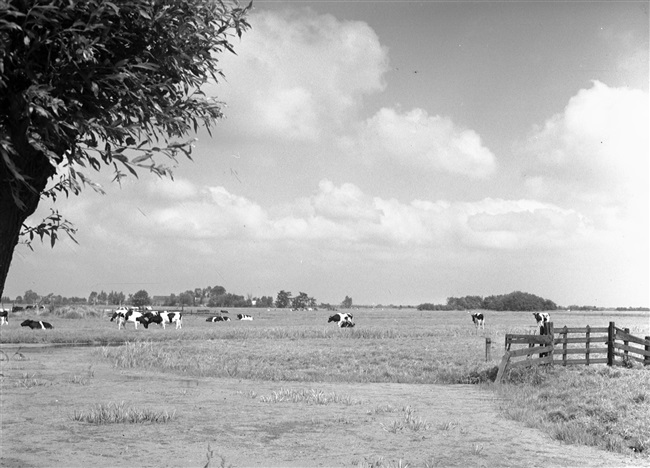 Polderlandschap met koeien