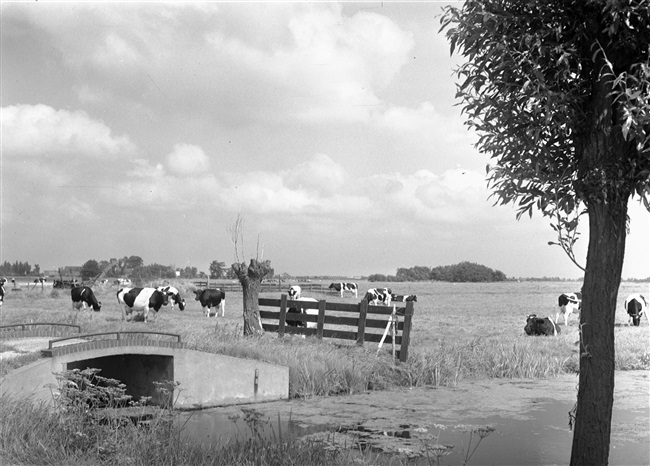 Polderlandschap met koeien