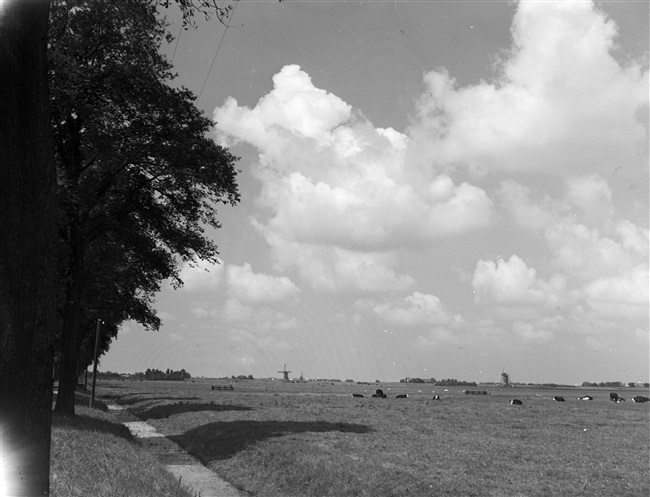 Landschap ten noorden van de Langweg bij Rijpwetering, 1949