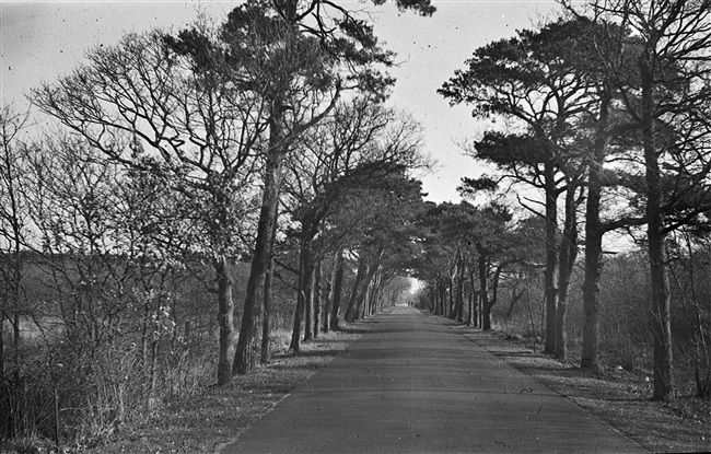 De Schuineweg bij Noordwijkerhout voor de Duitse bezetting