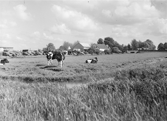 Weiland met op de achtergrond een bergingsbedrijf voor autowrakken