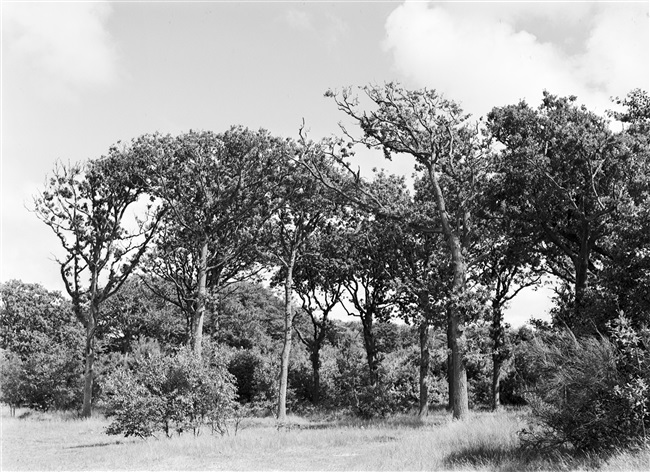 De bossen van het landgoed Nieuw Leeuwenhorst, 1953