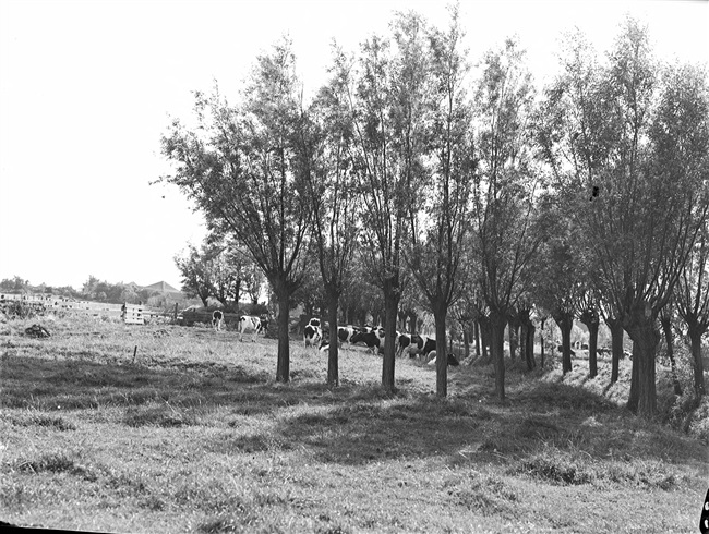 Een weiland met koeien aan de Gatweg