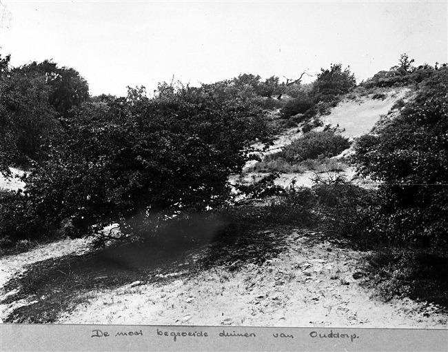 De mooi begroeide duinen van Ouddorp. De provincie Zuid-Holland beschermd de natuur in de duinen. Deze foto is waarschijnlijk gemaakt tussen 1950 en 1959.