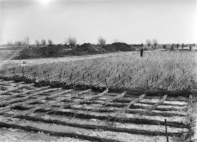 Aanleg van de (drijvende) weg nr. 29 tussen Stolwijk en Bergambacht. Voor het verstevigen van de natte ondergrond wordt een rijzenbedfundering van rijshout gemaakt.