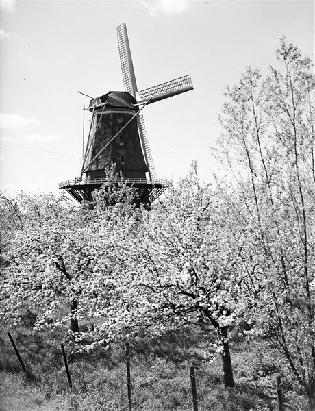 Korenmolen Jan van Arkel aan de Vlietskade in Arkel, 1949