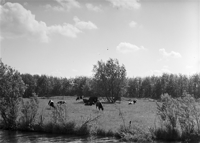 Weiland met koeien aan de Nieuwkoopse Plassen, 1956