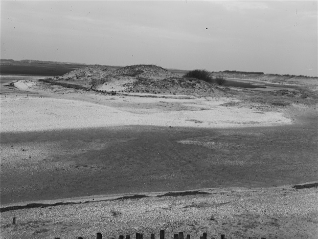 Natuurgebied of vogeleiland De Beer bij Rozenburg, 1950