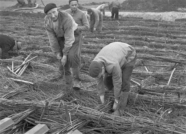 Aanleg van de (drijvende) weg nr. 29 tussen Gouda, Stolwijk en Bergstoepseveer. Voor het verstevigen van de natte ondergrond wordt met rijshout een rijzenbed gevlochten.