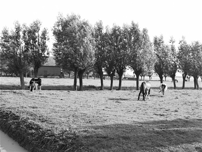 Boerderij met weilanden aan de Abtswoudseweg