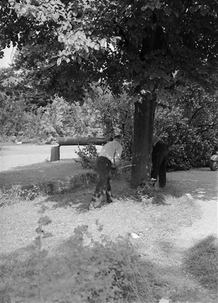 Bomen worden gekapt in Haagsche Dierentuin, 1958