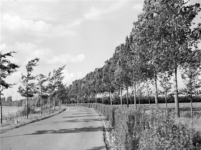 Waarschijnlijk de N217 tussen Maasdam en Mijnsheerenland