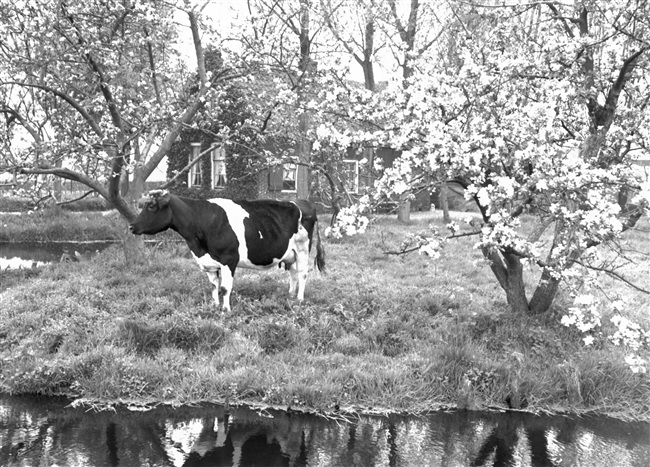 Bloesem in de omgeving van Driebruggen