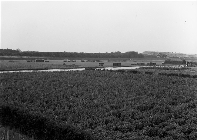 Bollenteelt in de omgeving van Sassenheim