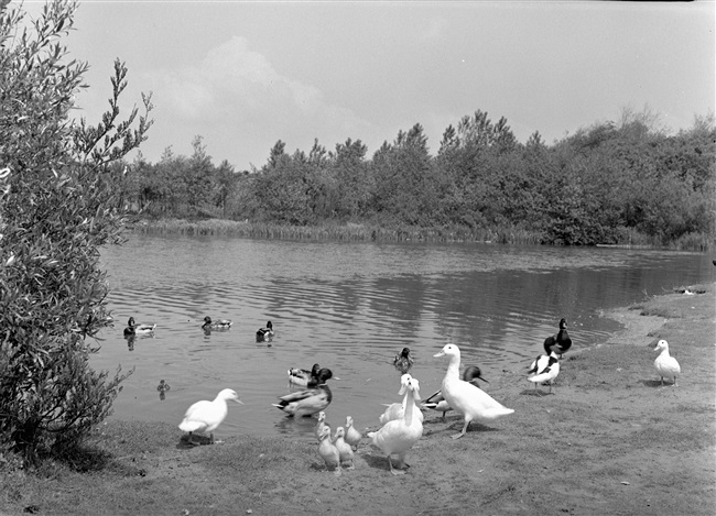 Tenellaplas in het duingebied van Voorne