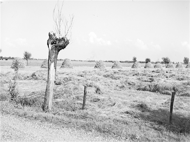 Hooibergen op een weiland aan de Gatweg